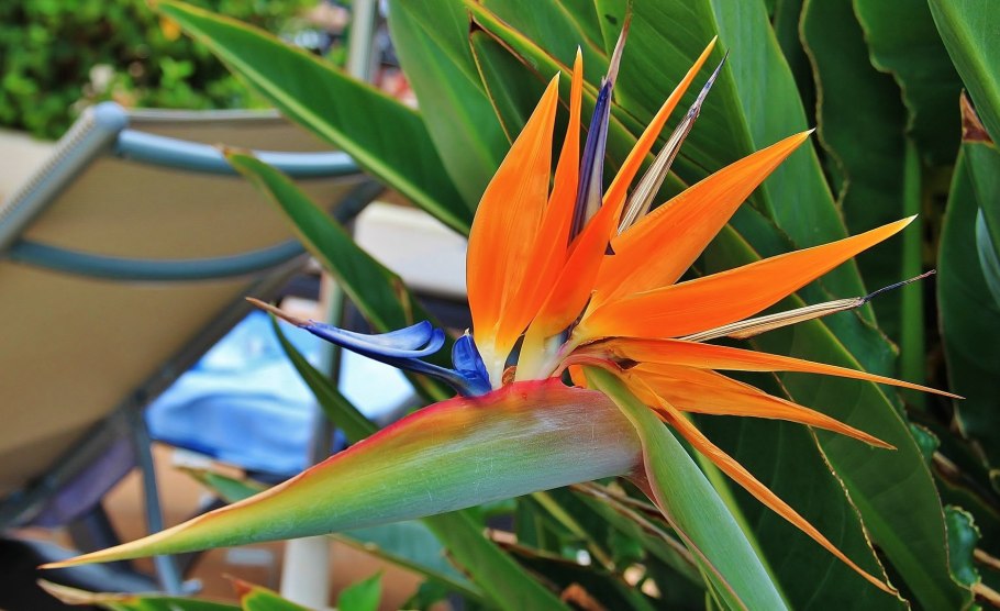 Стрелиция Регина Королевская