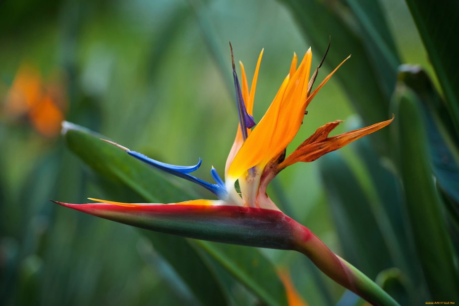 Strelitzia Reginae Стрелиция Королевская