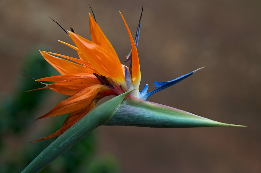 Стрелиция Регина Королевская