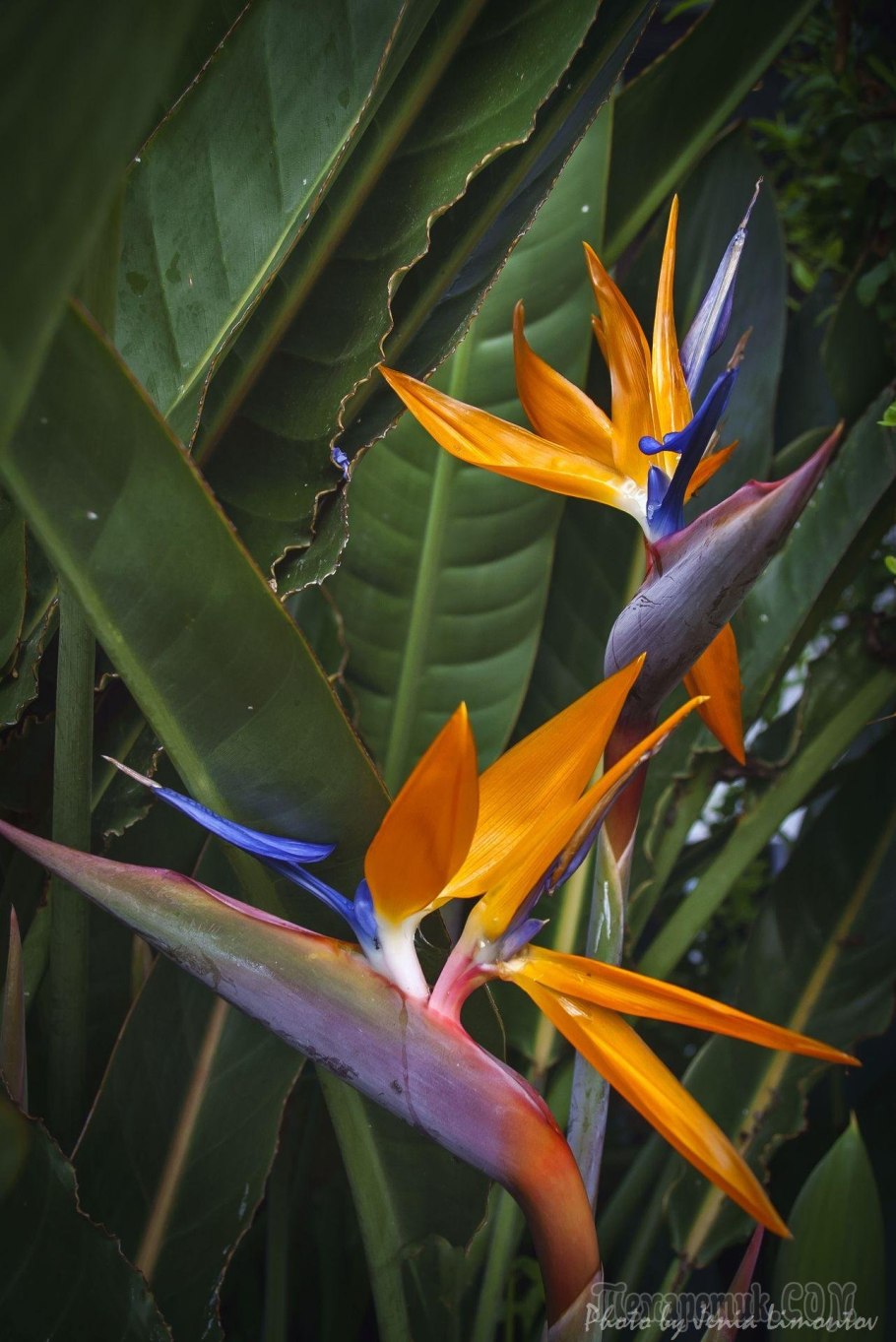 Стрелиция Райская птица