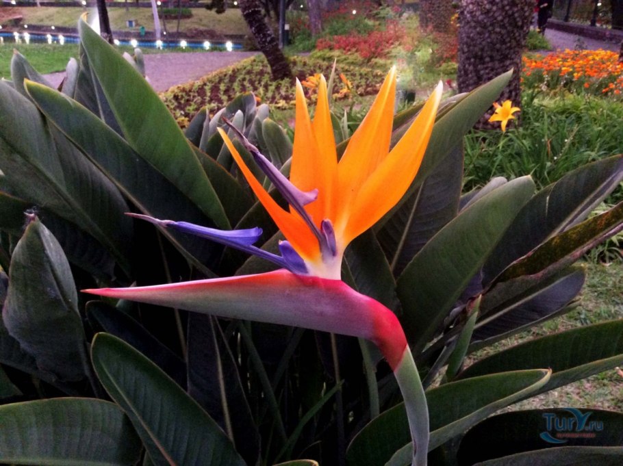 Стрелиция Королевская Райская птица