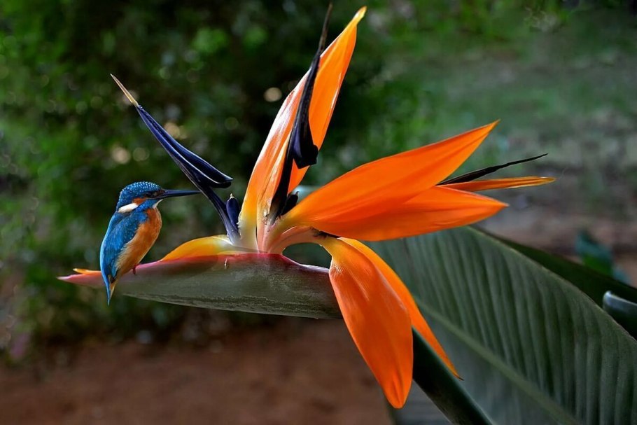 Strelitzia Augusta deco