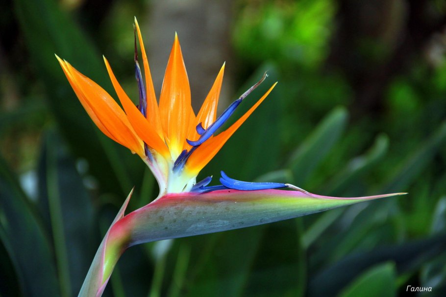Стрелиция Королевская Райская птица