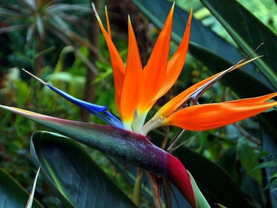 Цветок Стрелиция Королевская