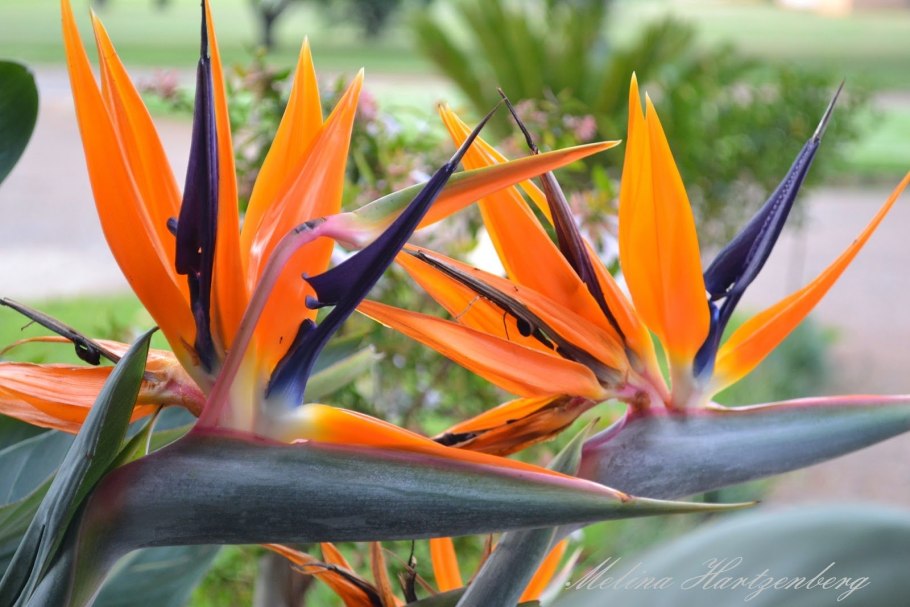 Strelitzia Reginae Стрелиция Королевская