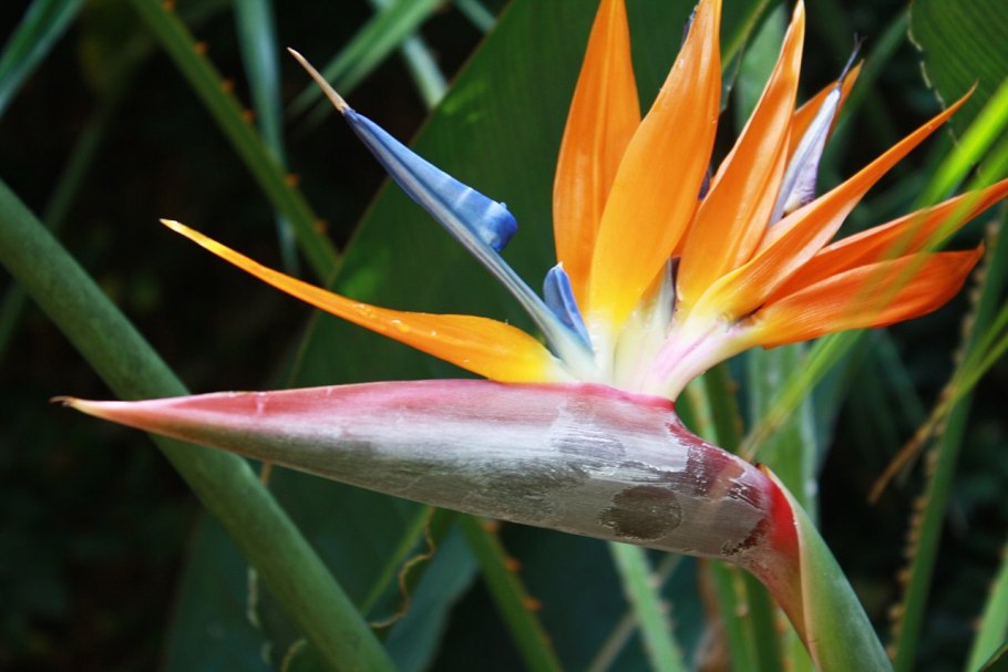 Стрелиция Королевская букет