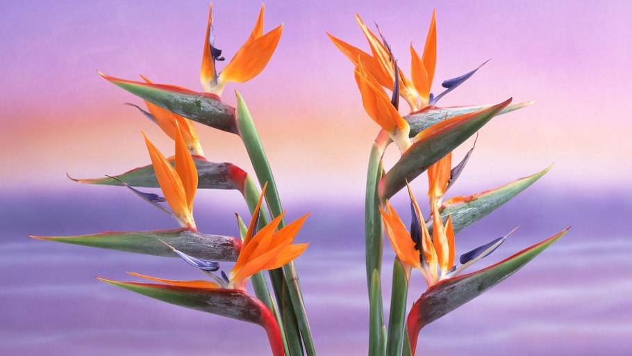 Стрелитция Королевская