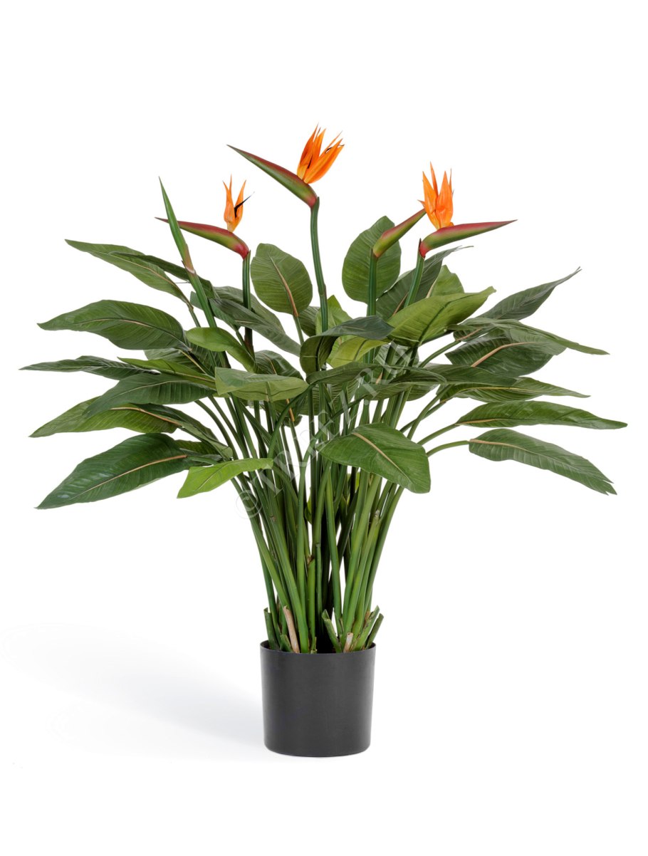 Стрелиция (Strelitzia)