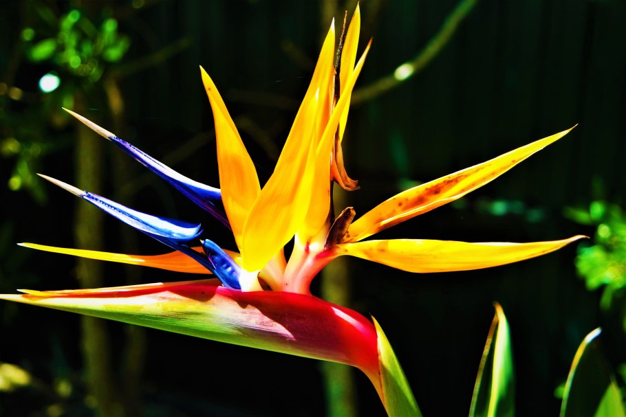 Стрелитция Королевская «Райская птичка»