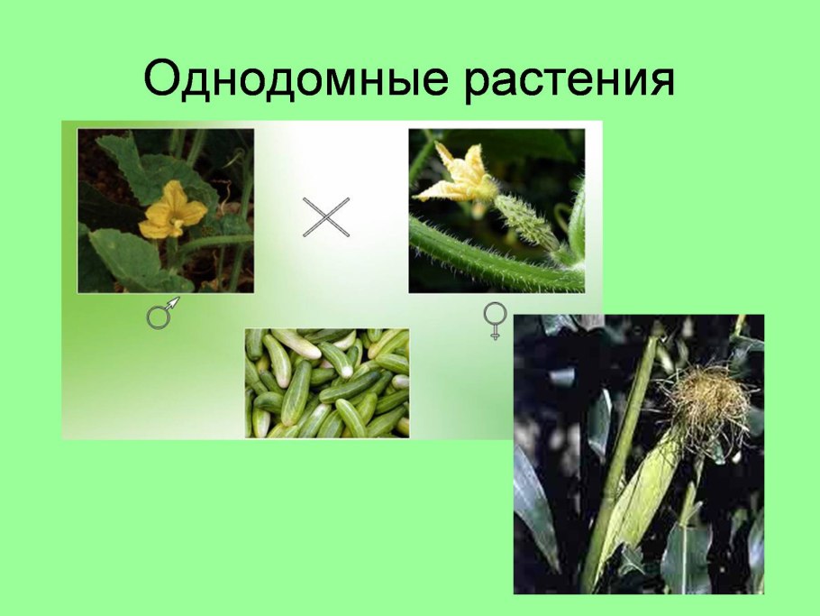 Разделение полов у растений