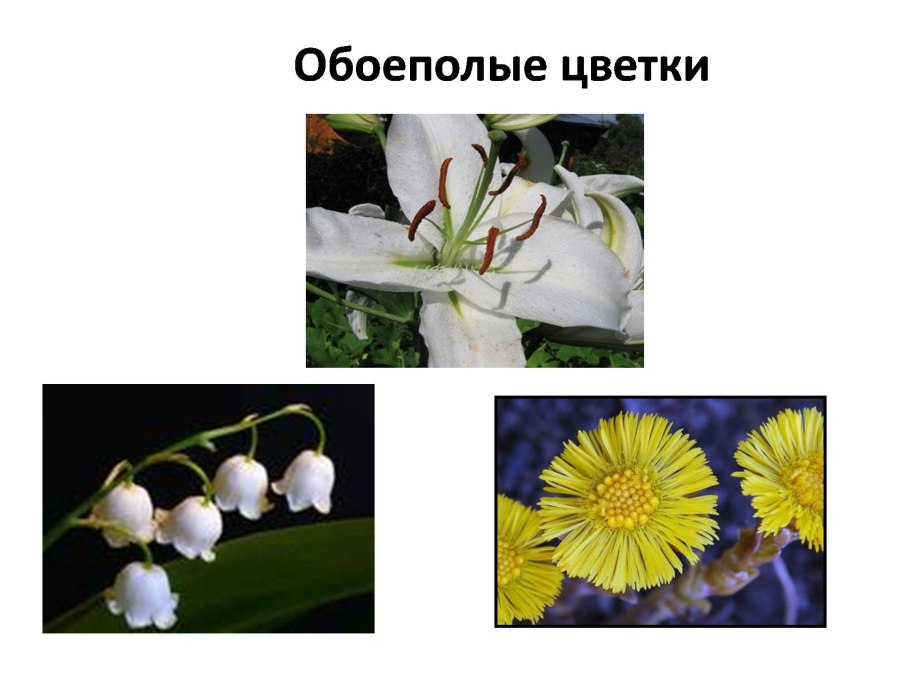 Клен ясенелистный сорняк