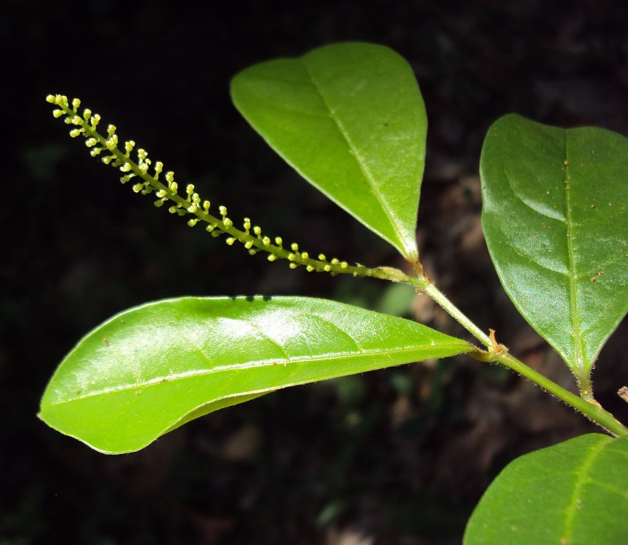Ива сережки весной