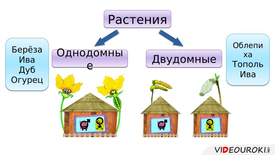 Растения однодомные и двудомные биология 6 класс
