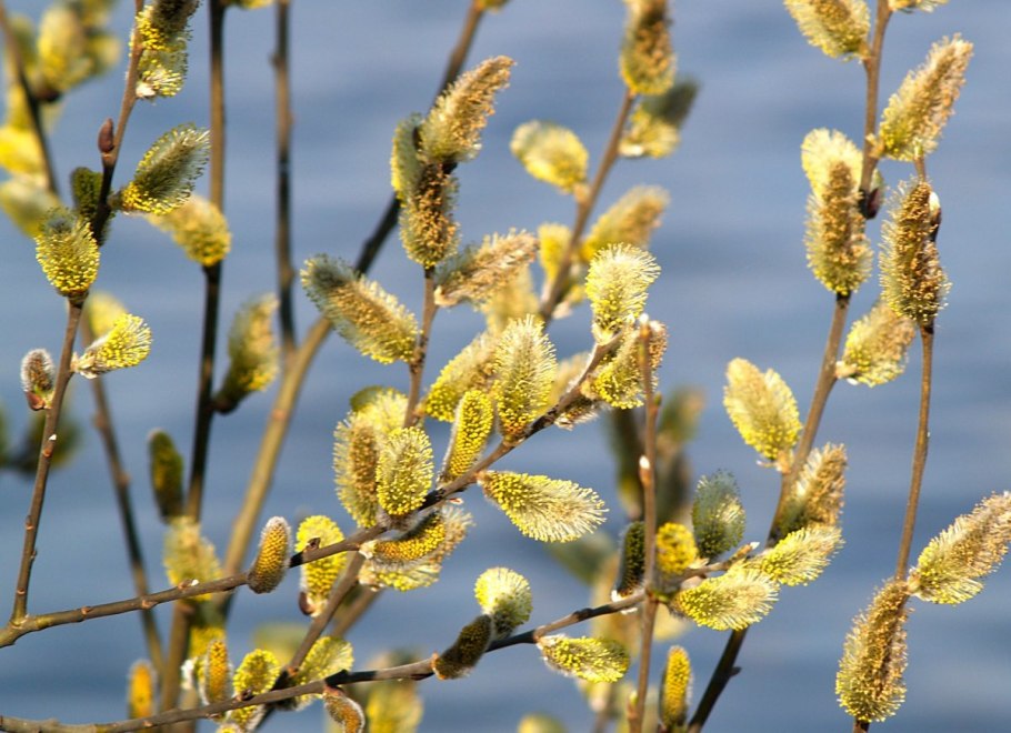 Листорасположение крапивы двудомной