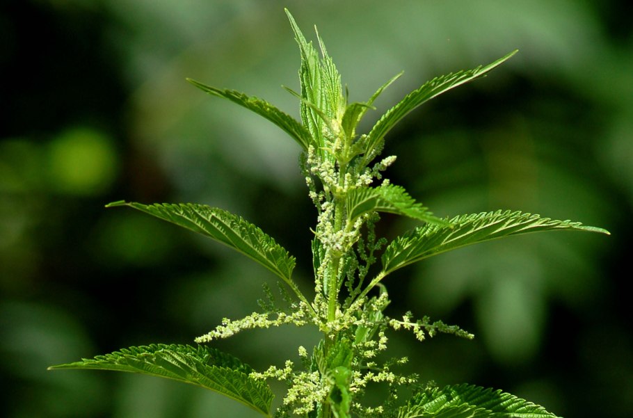 Разделение полов у растений