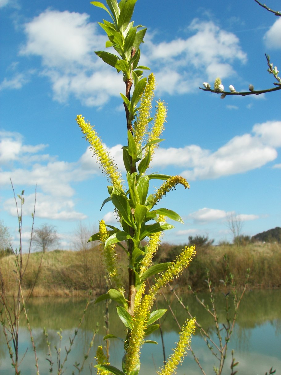 Кукушкин лен отдел растений
