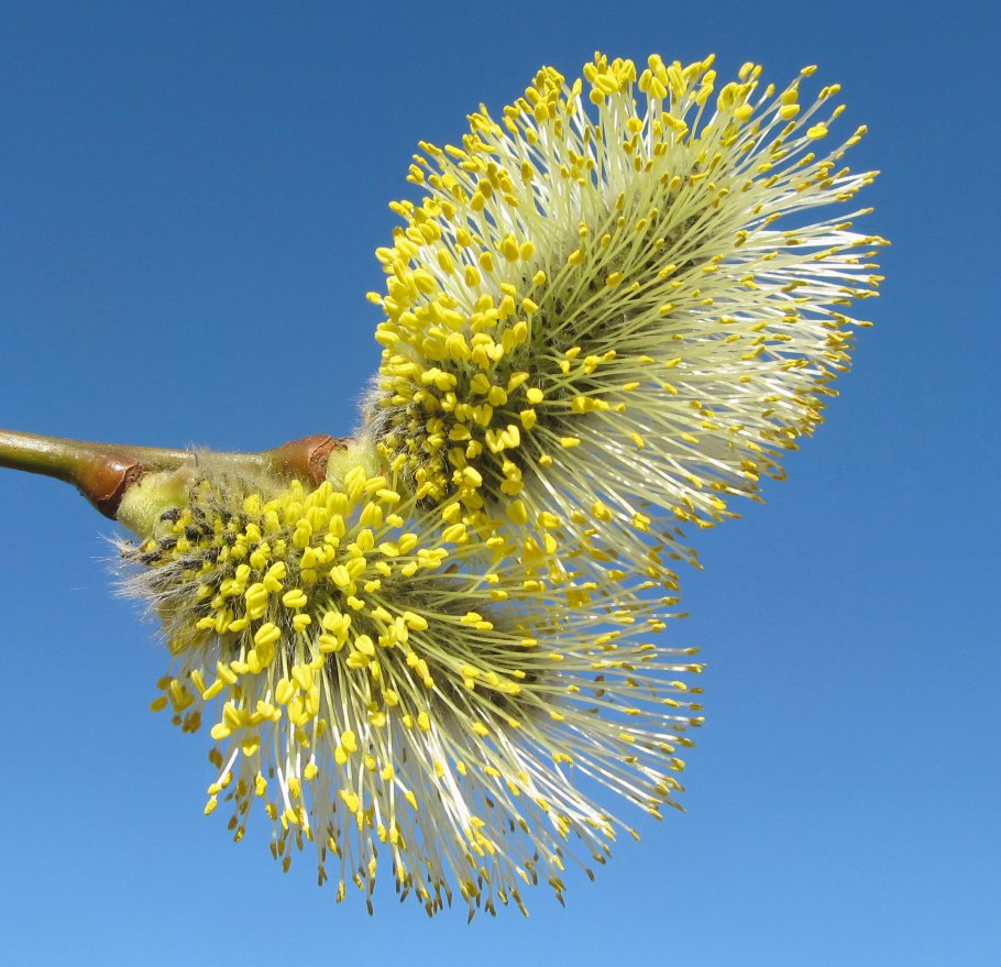 Крапива двудомная