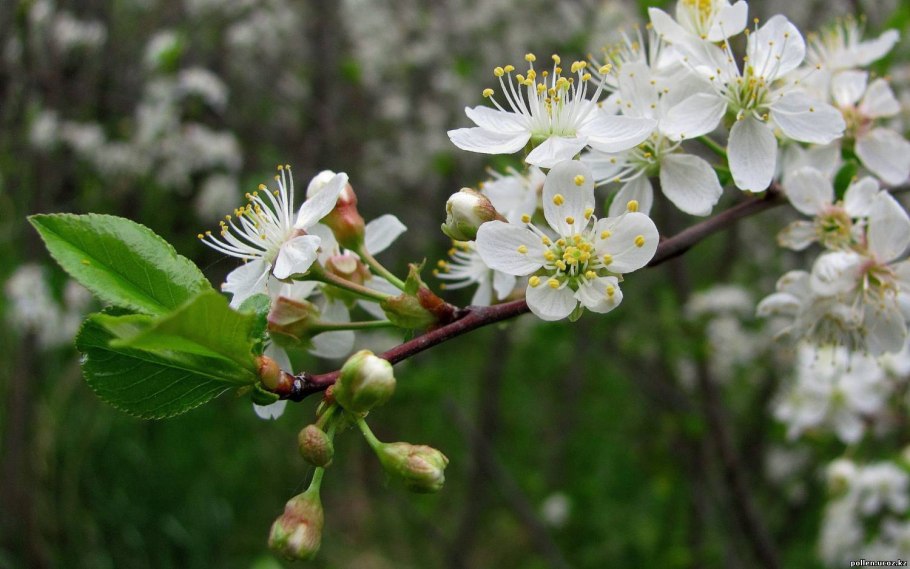 Соцветие крапивы двудомной