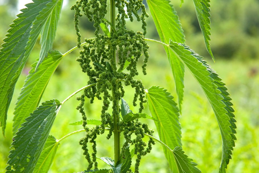 Крапива двудомная