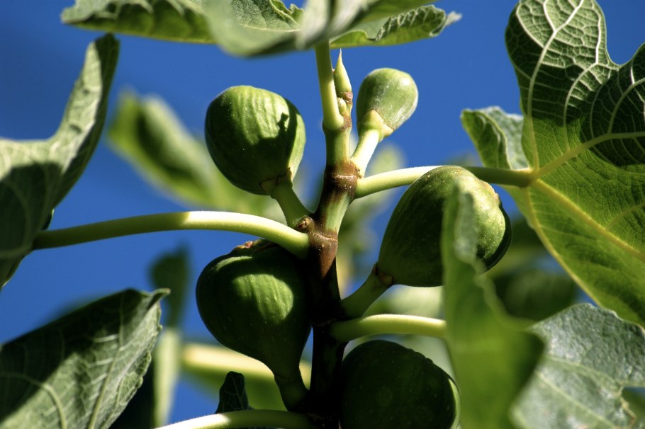 Крапива двудомная (Urtica dioica l.)