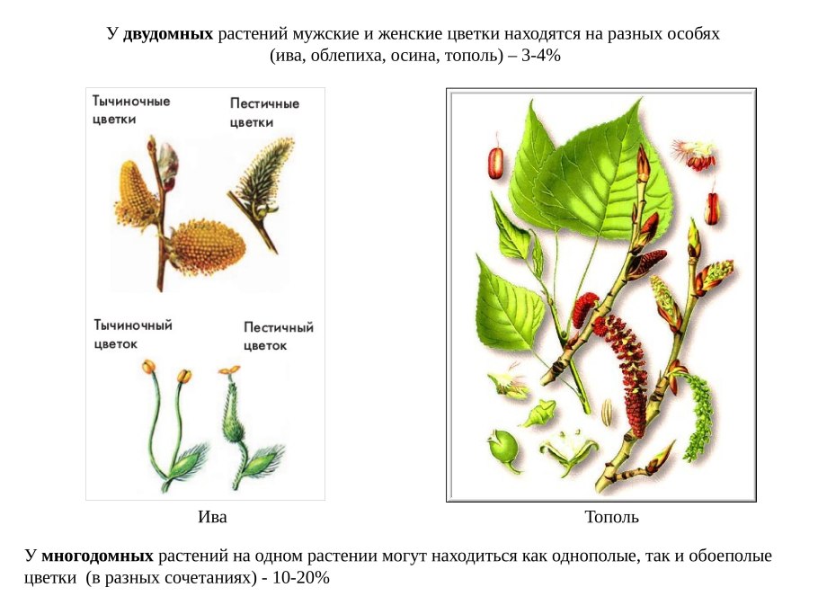 Тополь однодомное или двудомное