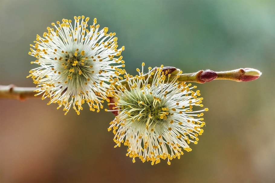 Крапива двудольная
