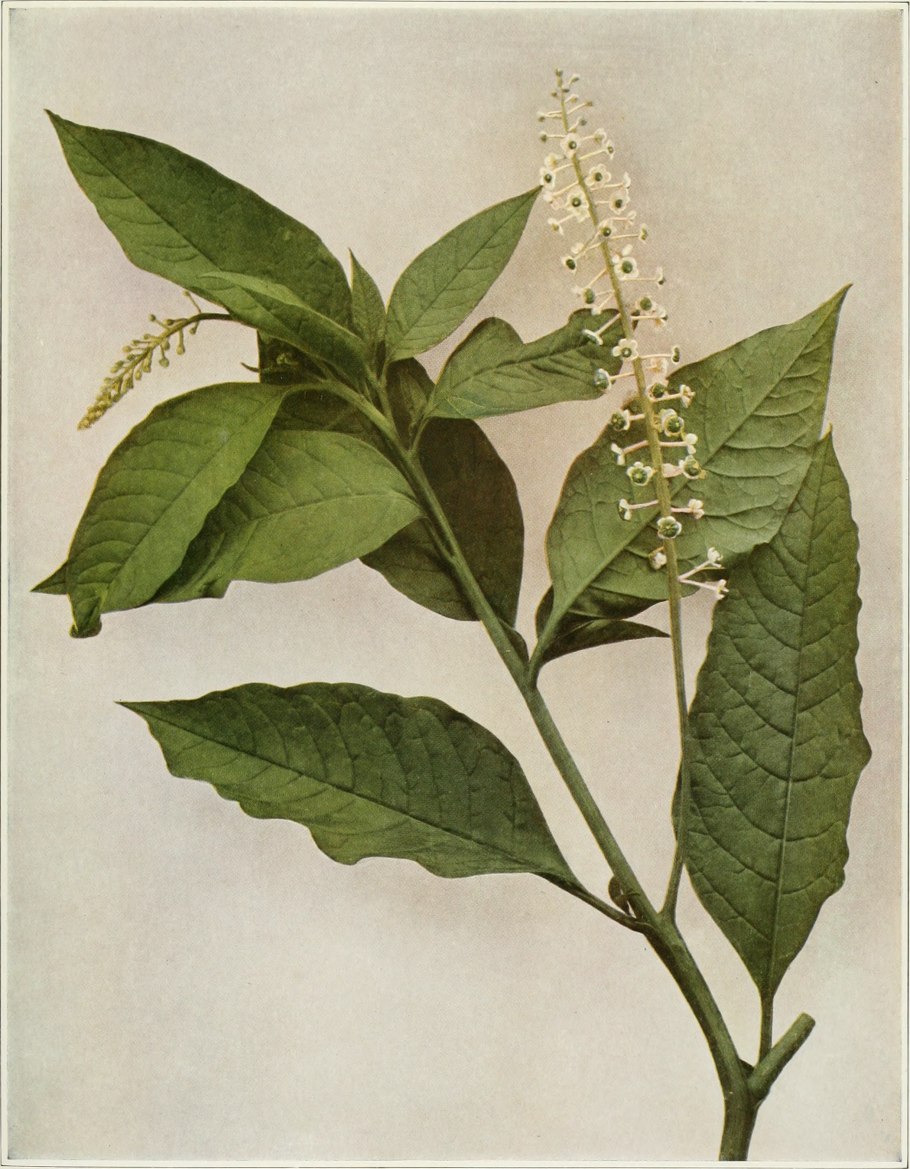 Однодомные раздельнополые растения