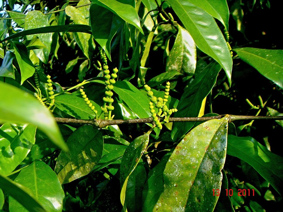 Верба листья осенью