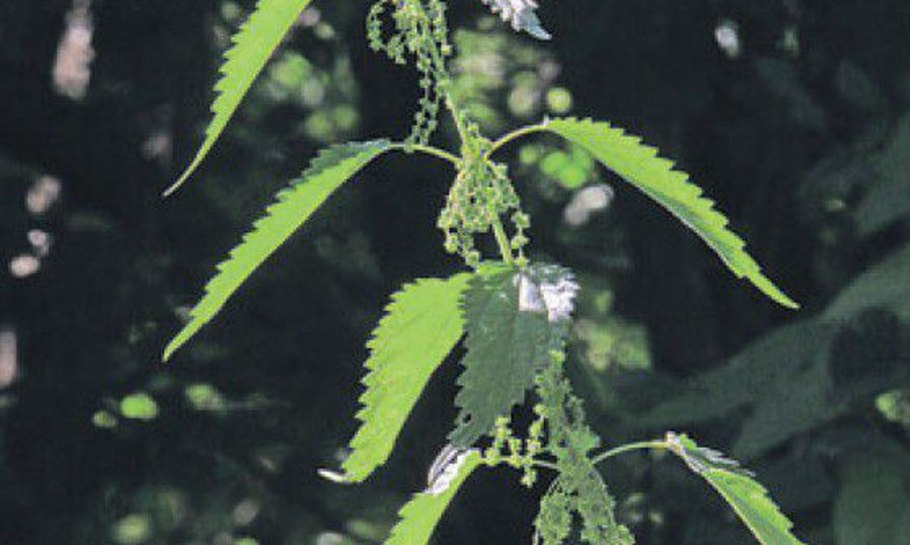 Крапива двудомная в лесу