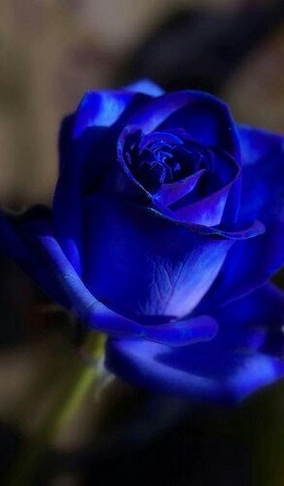 Роза Блуберри