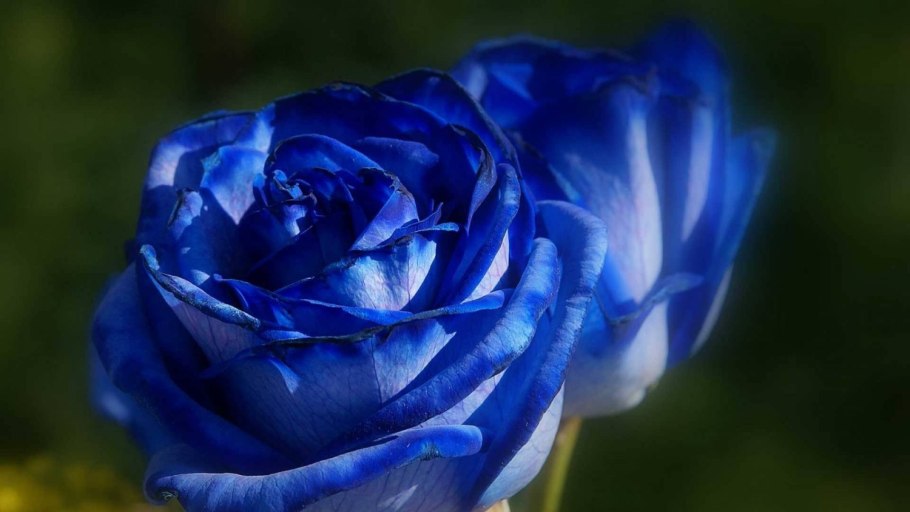 Бело голубые розы