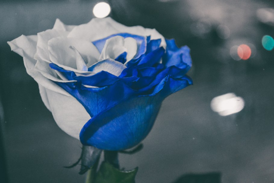 Голубые розы букет