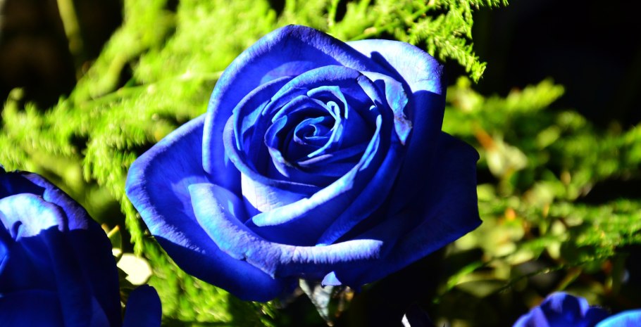 Роза Пасифик Блю