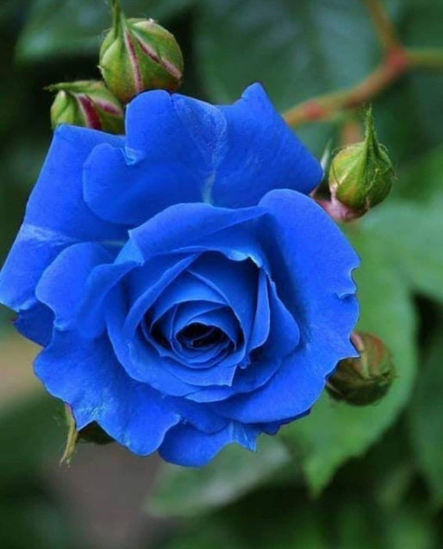 Цветы голубые розы