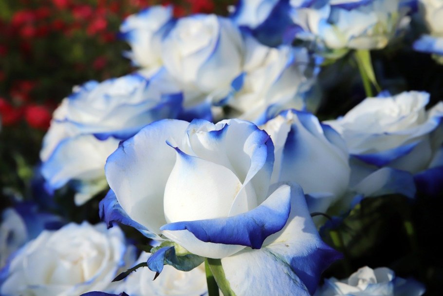 Красивый голубой цвет