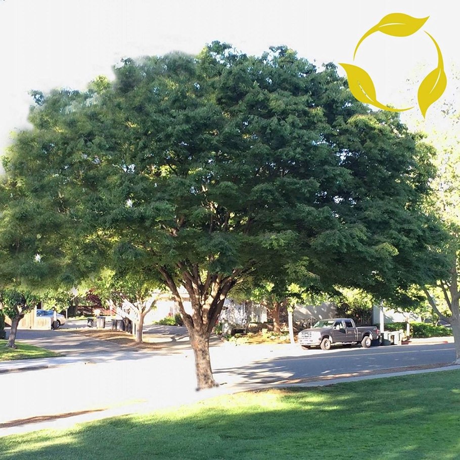 Дзельква Сицилийская