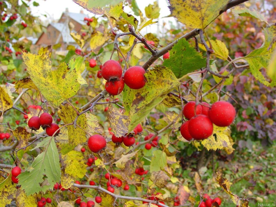 Осенняя рябина