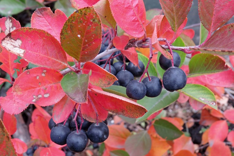 Барбарис оттавский осенью