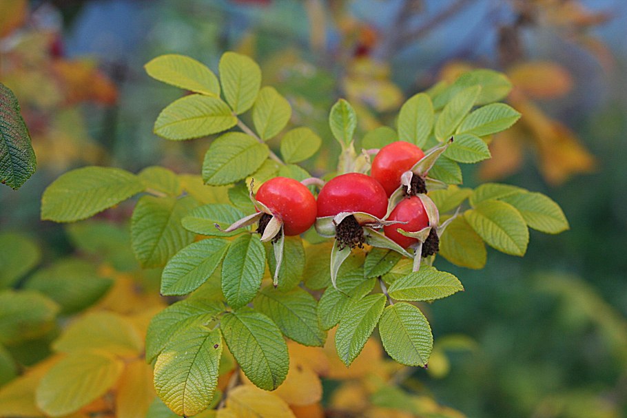 Санитарная обрезка кустарников