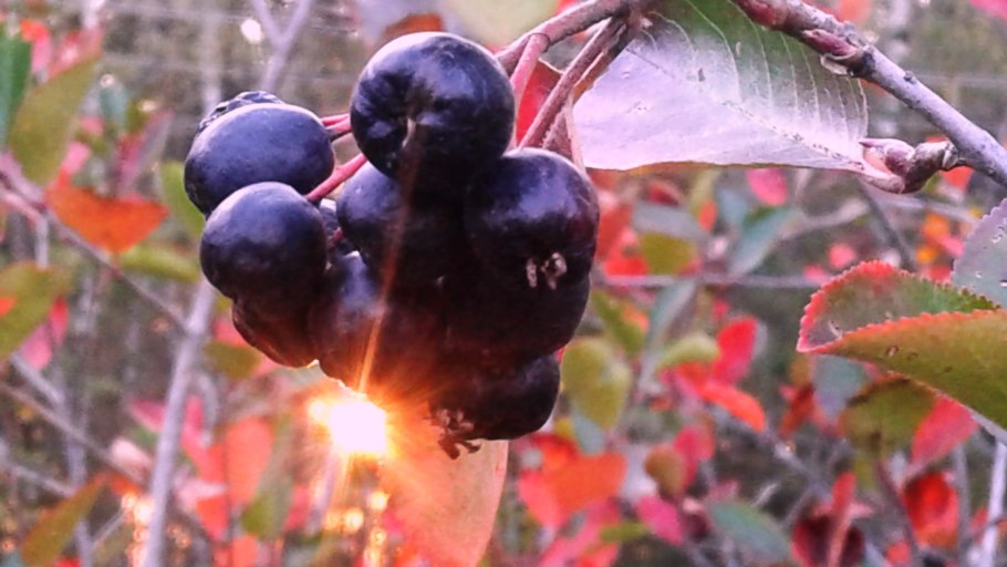 Подготовка сада к зиме