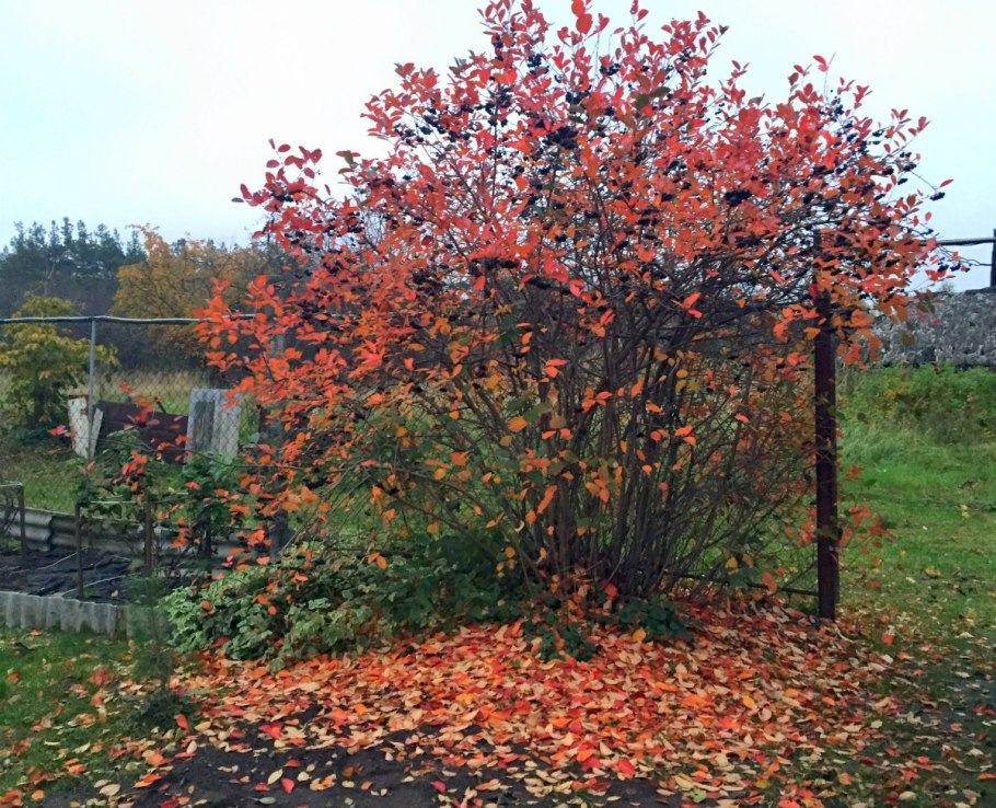 Шиповник, роза морщинистая осенью