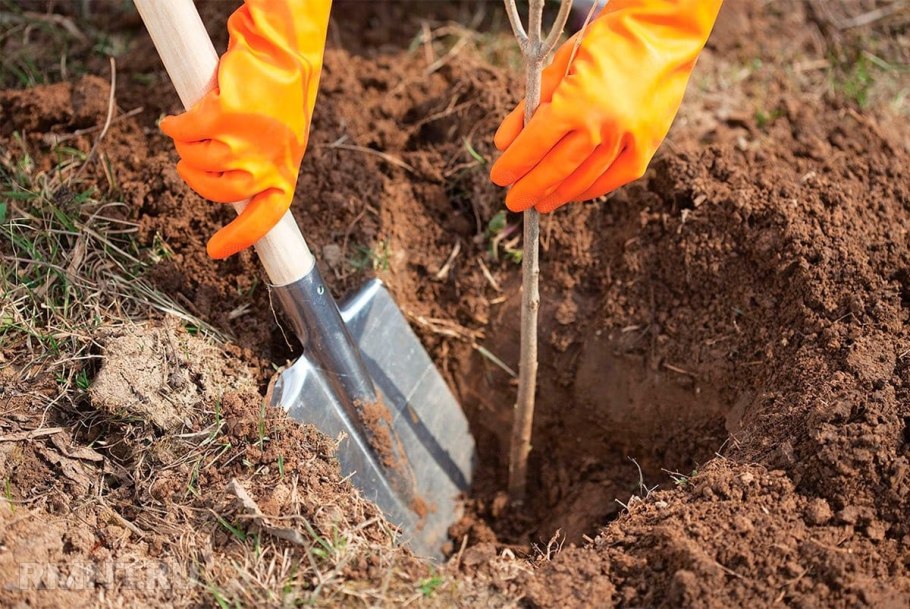 Плоды осени