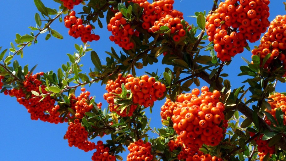 Арония черноплодная осень