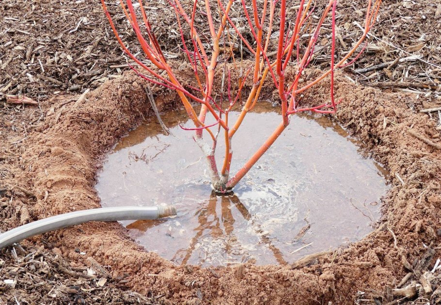 Японская айва декоративный кустарник