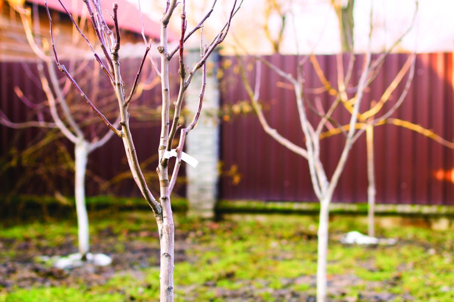 Малина детерминантная