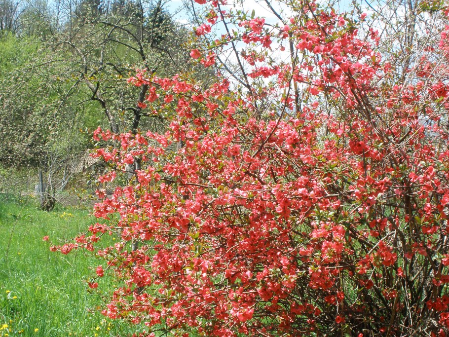 Боярышник оранжевый
