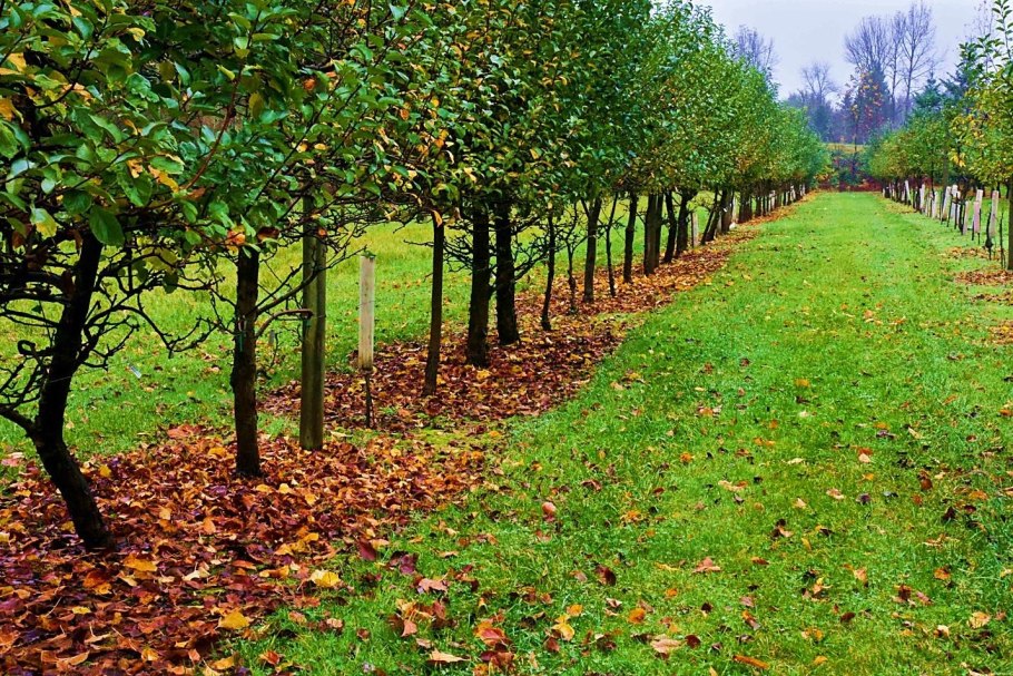 Молодые саженцы деревьев