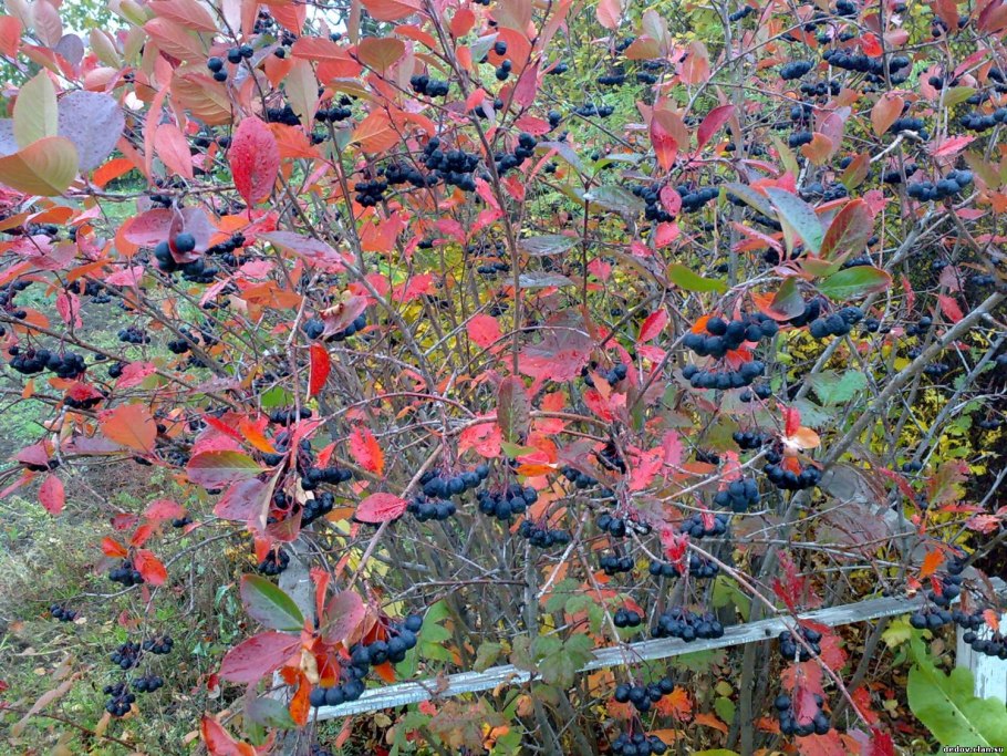 Калина Ульгень куст