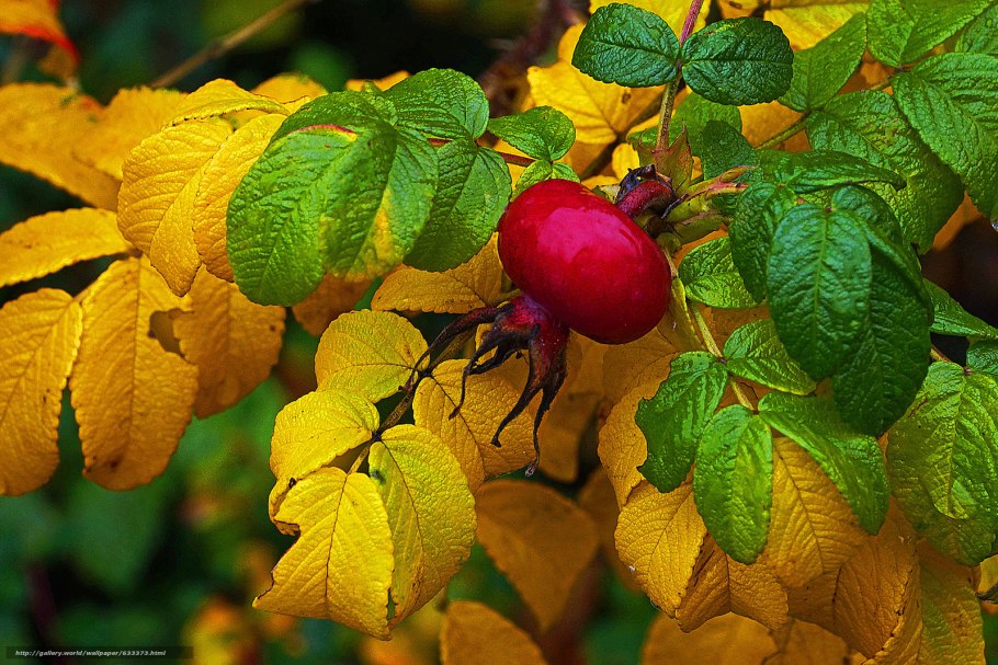 Шиповник куст листья