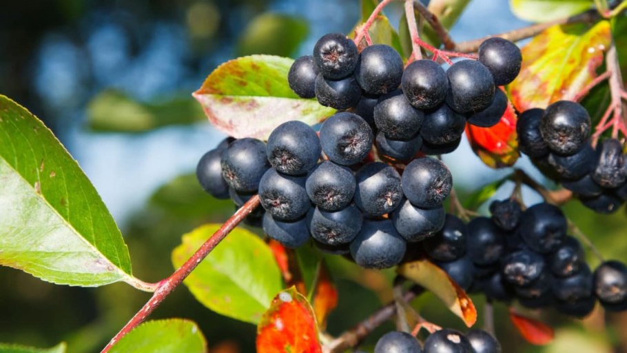 Крыжовник Шершневский